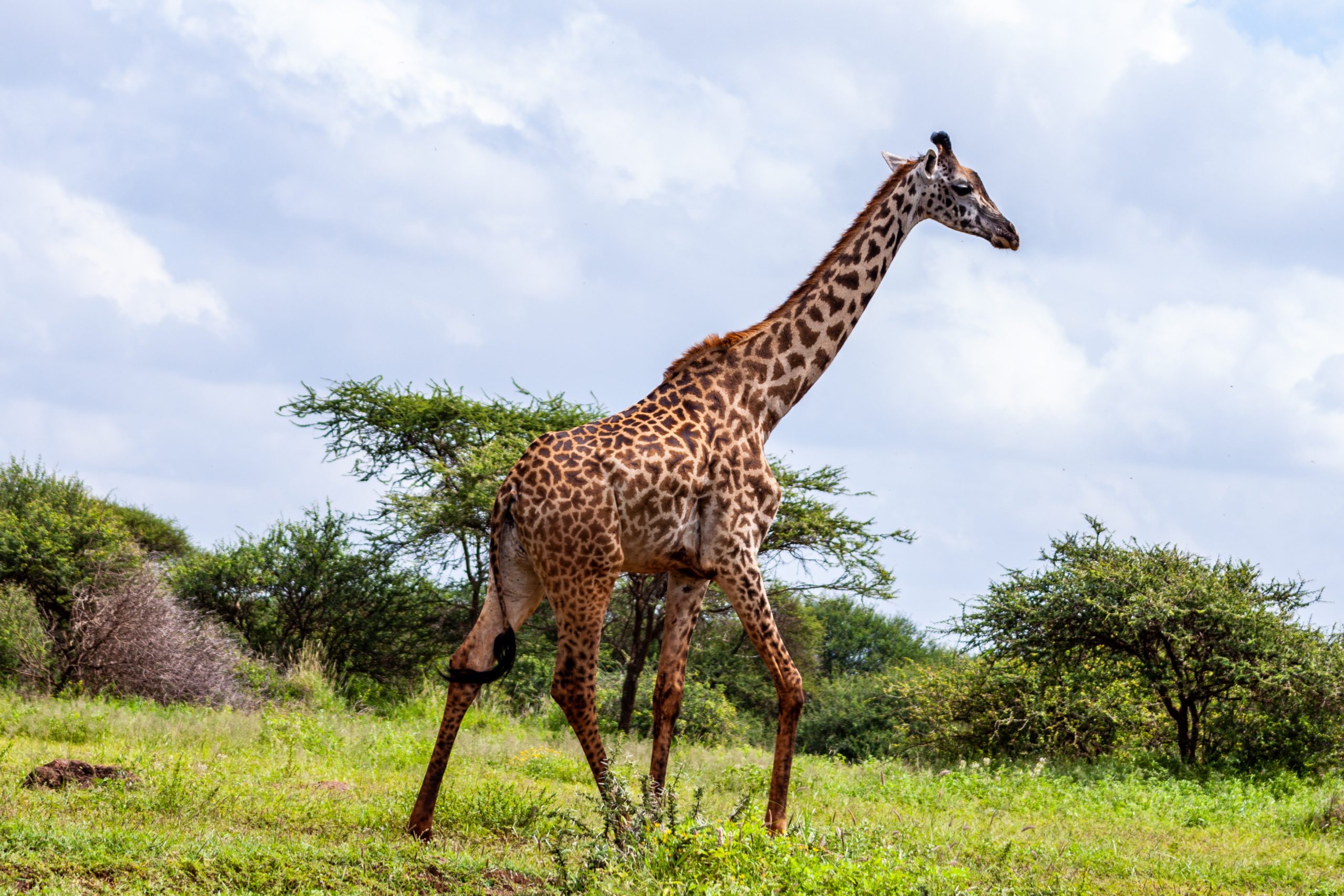 safari kenia anbieter
